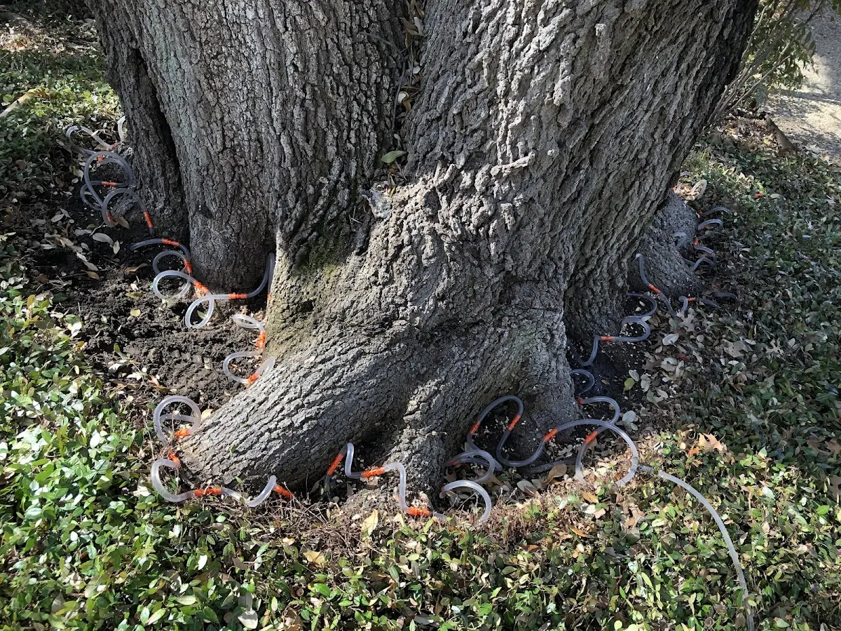 Detailed Tree Cabling and Bracing job site in Freeville