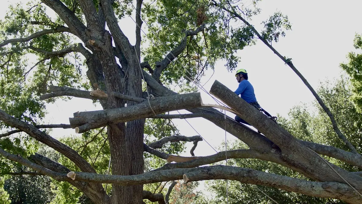 Professional Hazardous Tree Removal performed by certified arborists in Freeville