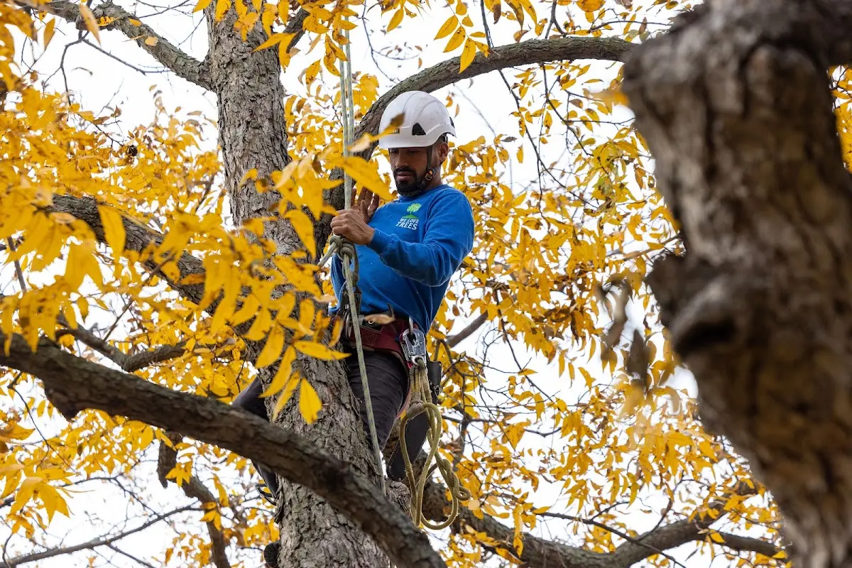 Skilled Tree Planing crew working in Freeville